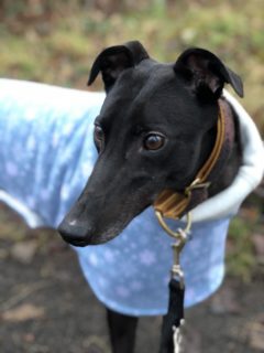 Callie from Glasgow