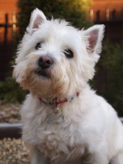 Bunty from Clarkston