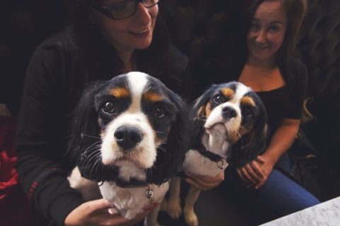 Dolly, Daisy, Willow and Amber from Glasgow