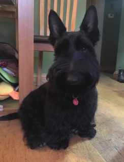 Douglas from Windsor