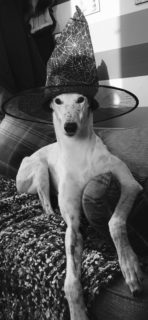 Casper from Falkirk