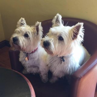 Skye and Coll from Scottish Borders