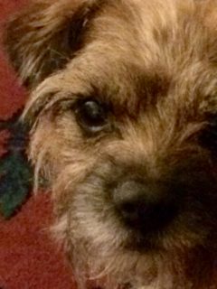 Bramble from Argyll, Edinburgh the world; 'speshly the beachy bits