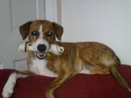 Tilly from Galston