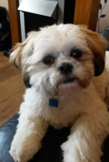 Archie from Blyth