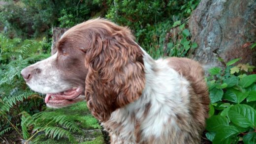 Mabel from Oban