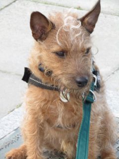 Ted Fuzzface from Nairn